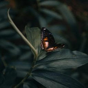 Meet your Posher, Mia